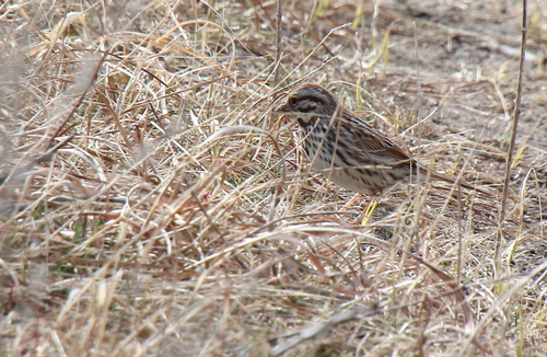 Song Sparrow photographed in Illinois