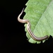 Rhynchodemus ochroleucus varians - Photo 由 桃子 所上傳的 (c) 桃子，保留部份權利CC BY-NC