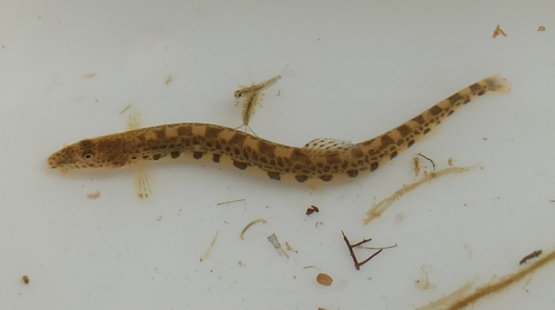 Northern Iberian spined loach (Cobitis calderoni) — Cobitidae