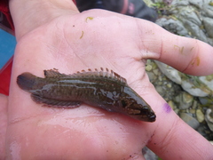 Acanthoclinus fuscus