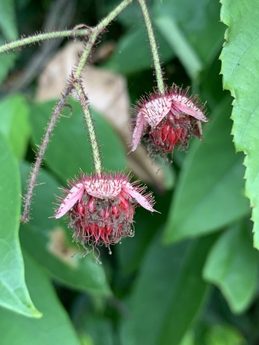 Rubus swinhoei iNat (2)