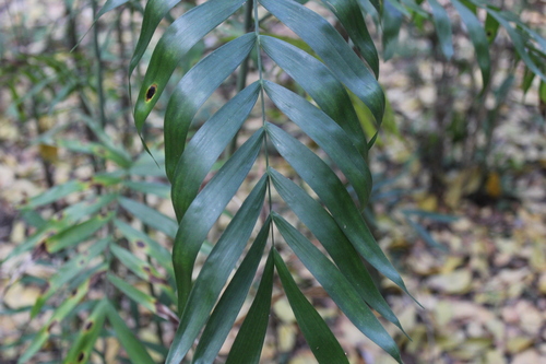 Chamaedorea seifrizii