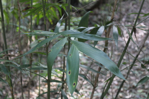 Chamaedorea seifrizii
