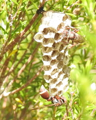 Ropalidia capensis