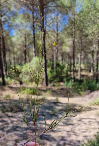Tuberaria commutata