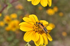 Chauliognathus limbicollis