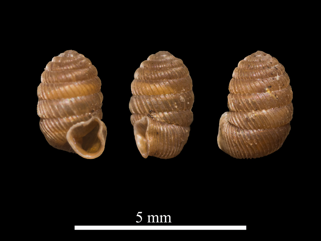 Pagodulina subdola