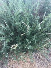 Atriplex serenana serenana