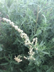Atriplex serenana serenana