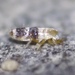 Lepidocyrtus pulchellus - Photo (c) Sam R, some rights reserved (CC BY-NC), uploaded by Sam R