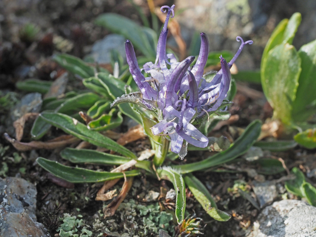Phyteuma × obornyanum