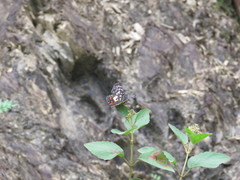 Chlosyne melitaeoides