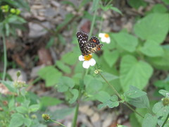 Chlosyne melitaeoides