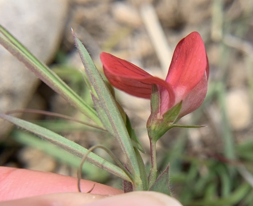 Crvena kukavičica (Lathyrus cicera)