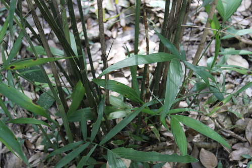 Chamaedorea seifrizii