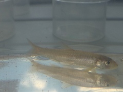 Notropis longirostris