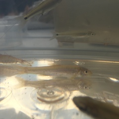 Notropis longirostris