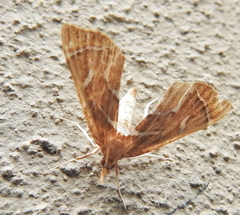 Panotima angularis