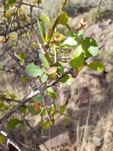 Image of Commiphora glandulosa by no rights reserved