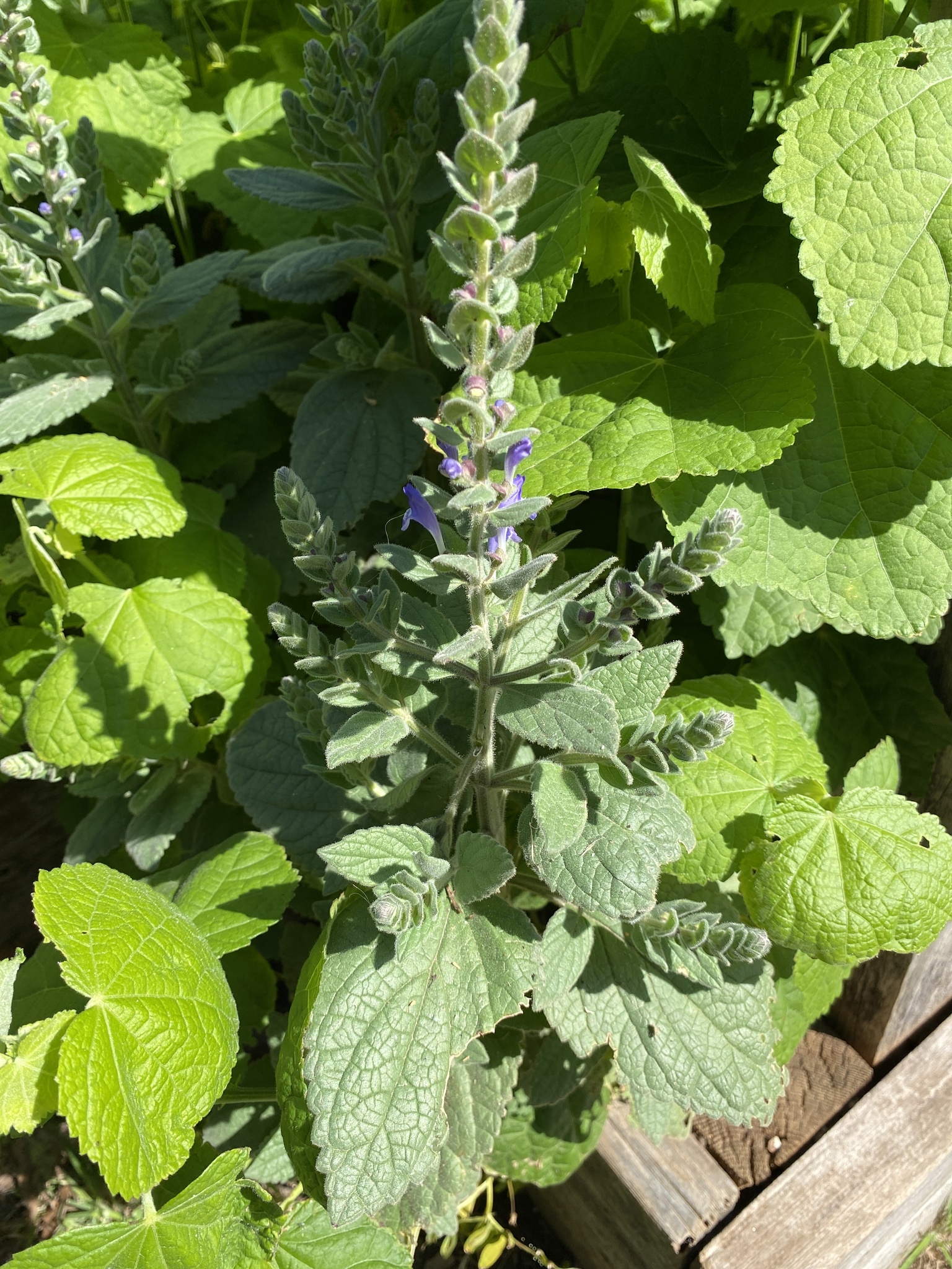 Scutellaria ovata Hill