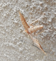 Panotima angularis