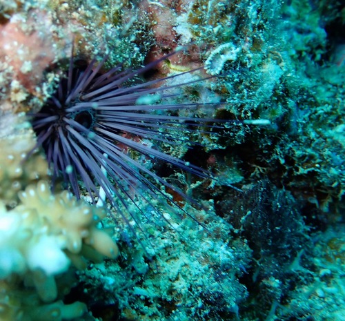 Echinostrephus molaris