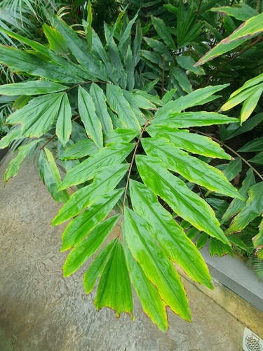Wallichia oblongifolia