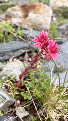 Joubarbe arachnoideum 2