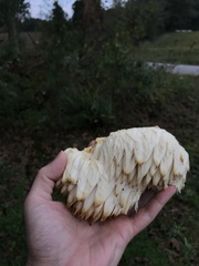 Hericium americanum