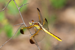 Libellula flavida