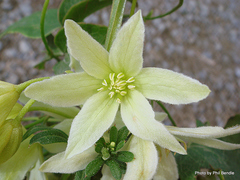 Clematis foetida