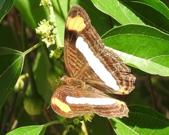 Adelpha iphicleola iphicleola