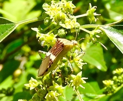 Hypselonotus lineatus