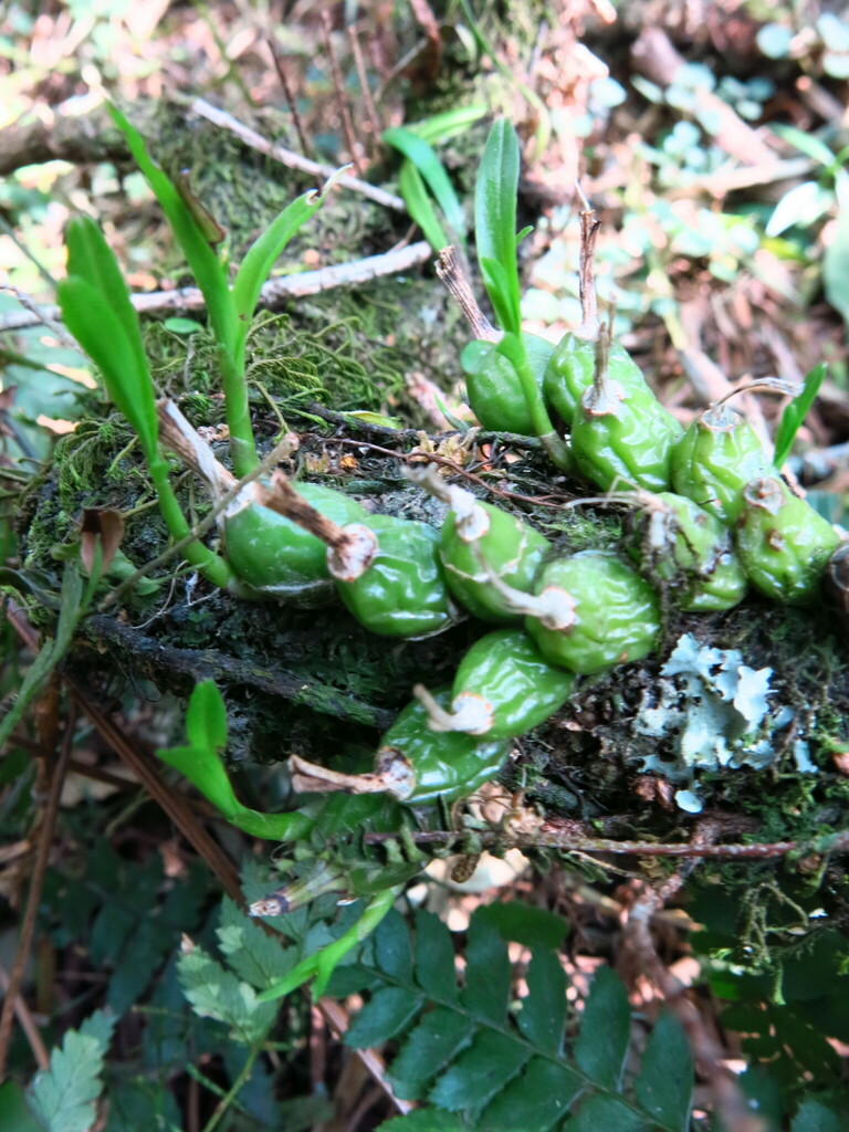 Polystachya ottoniana