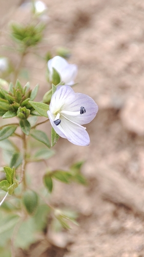 Bukharan Speedwell (Veronica bucharica)