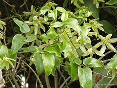 Clematis foetida