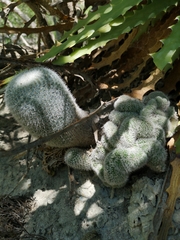 Mammillaria klissingiana