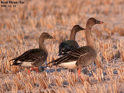 Tundra Bean Goose