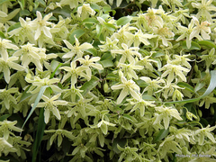 Clematis foetida
