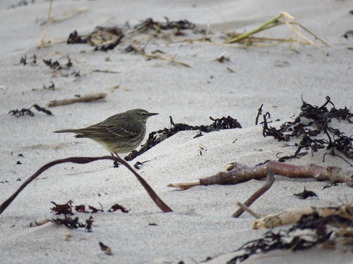 Pipit maritime