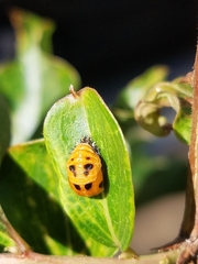 Harmonia axyridis