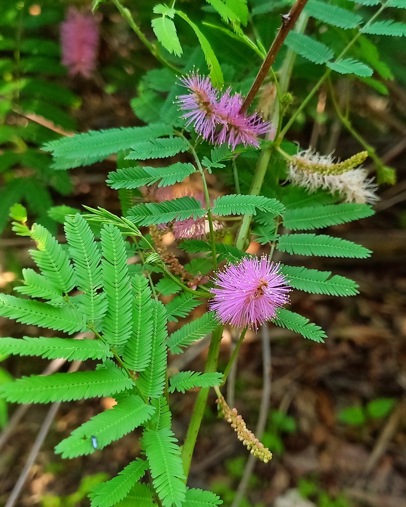 Mimosa invisa