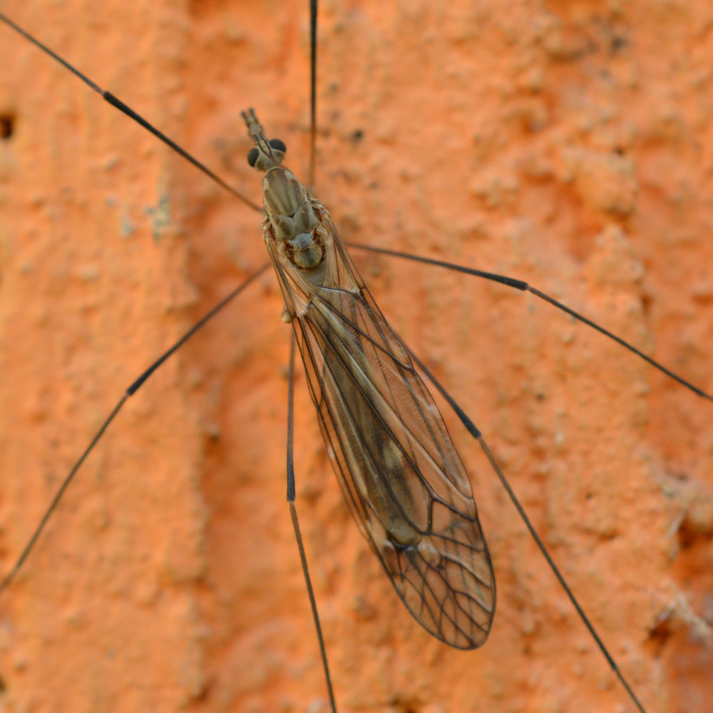 Tipula obsoleta
