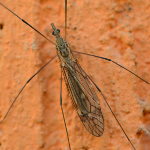 Tipula obsoleta