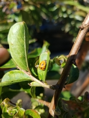 Harmonia axyridis
