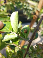 Harmonia axyridis