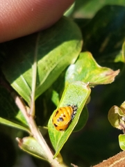 Harmonia axyridis