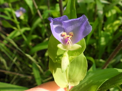 Wendy A, CC0, iNaturalist via GBIF Tinantia anomala, photograph Wendy A, CC0, iNaturalist via GBIF