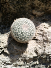 Mammillaria klissingiana
