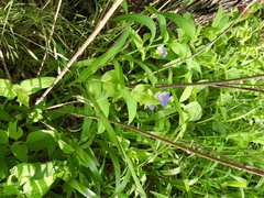 Wendy A, CC0, iNaturalist via GBIF Tinantia anomala, photograph Wendy A, CC0, iNaturalist via GBIF